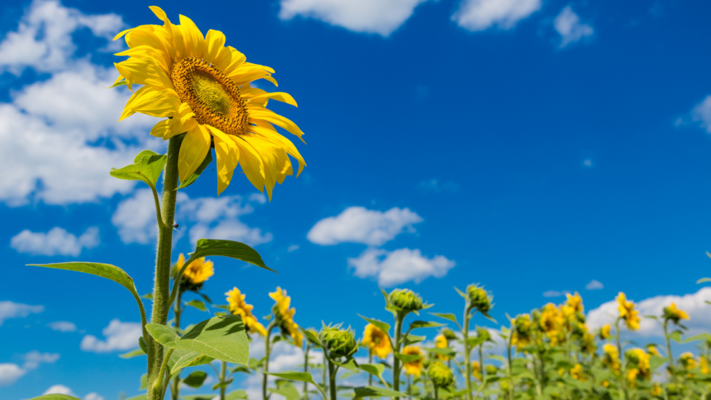 sunflowers in field